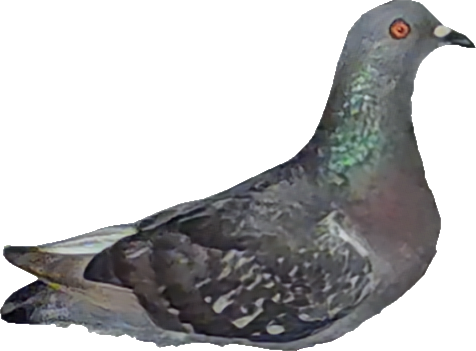 Pru